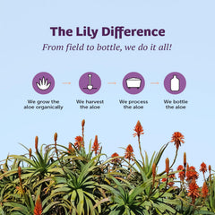 Lily Of The Desert bottle next to coin showing compact 4 fl oz scale advantage