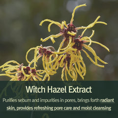 Pyunkang Yul witch hazel and tea tree extract display highlighting soothing botanical benefits