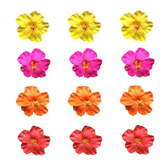 Twoheadpig plumeria front view showing bright colors and petal shape benefits pop of tropical style