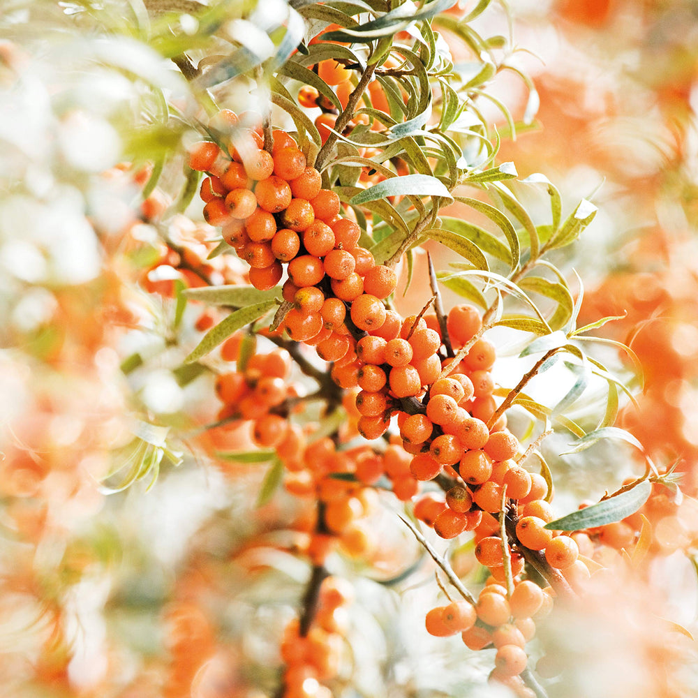 Weleda Sea Buckthorn cream texture dollop showing smooth, fast-absorbing finish