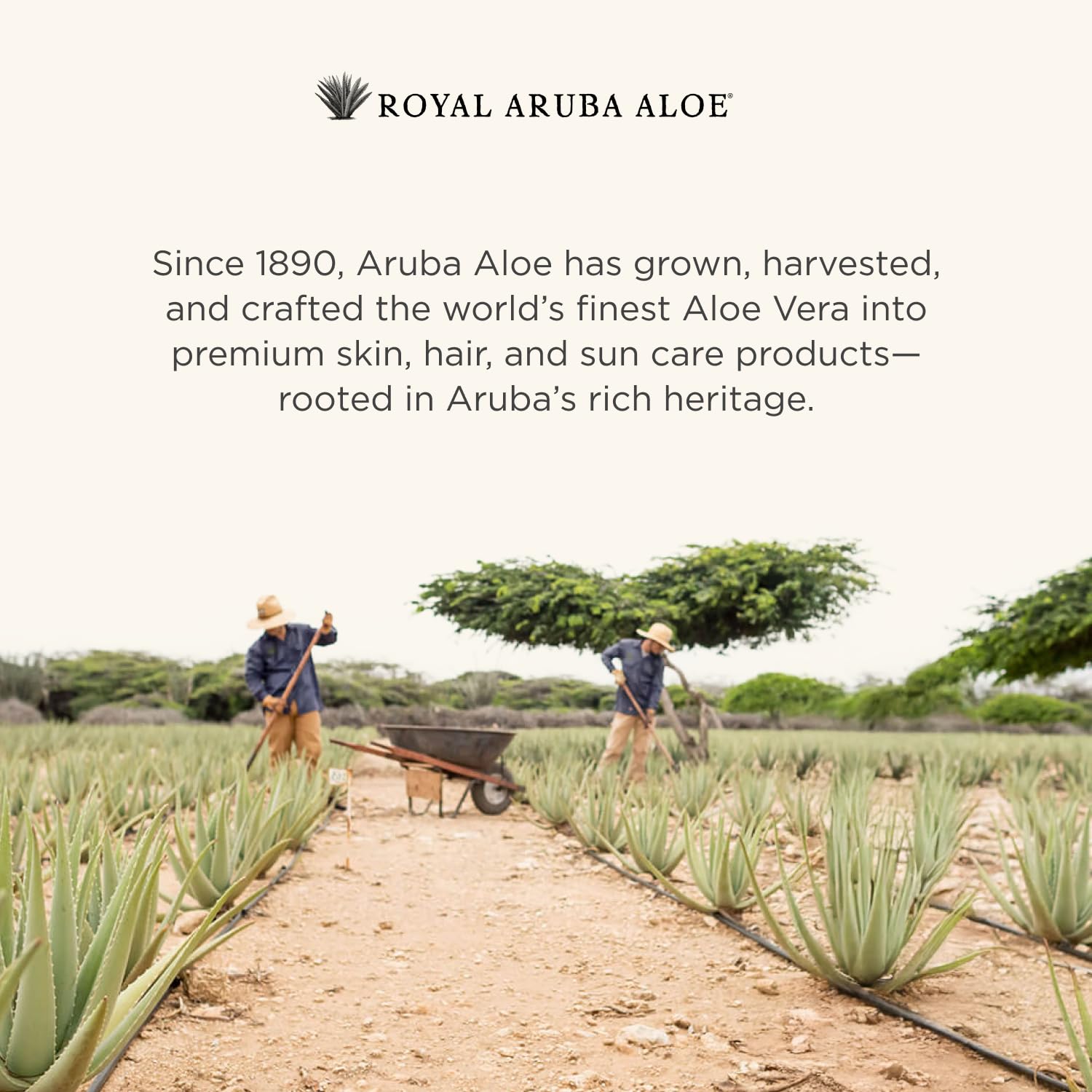 Aruba Aloe label close-up showing brand details and ingredient clarity benefit