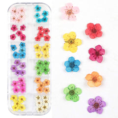 CHANGAR close-up five-petal flower texture highlighting natural detail