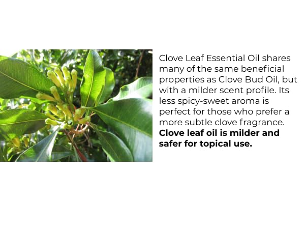Essentially KateS blended oil with carrier demonstrating safe dilution and formulation benefit