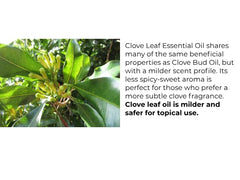 Essentially KateS blended oil with carrier demonstrating safe dilution and formulation benefit