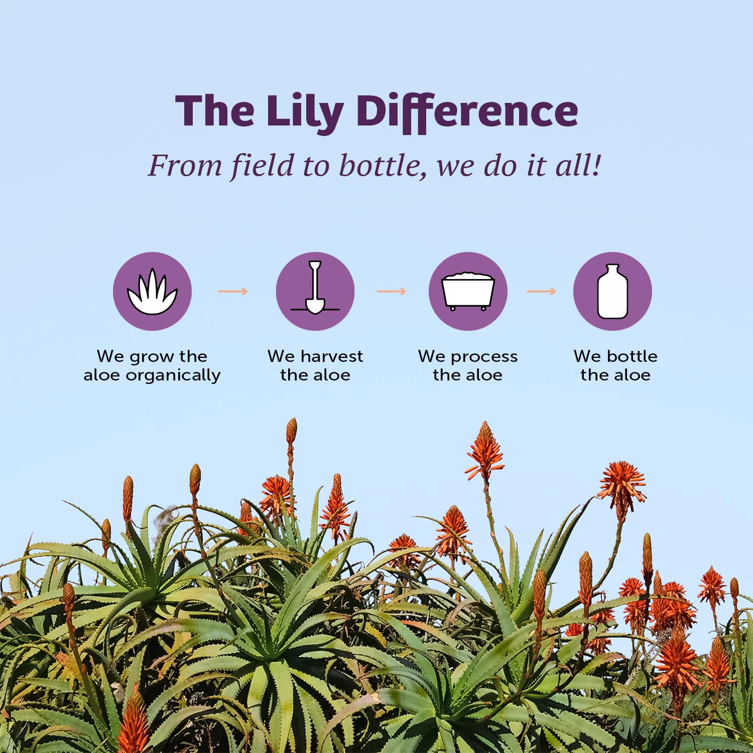 Lily Of The Desert label ingredients close-up highlighting vitamins and aloe benefits