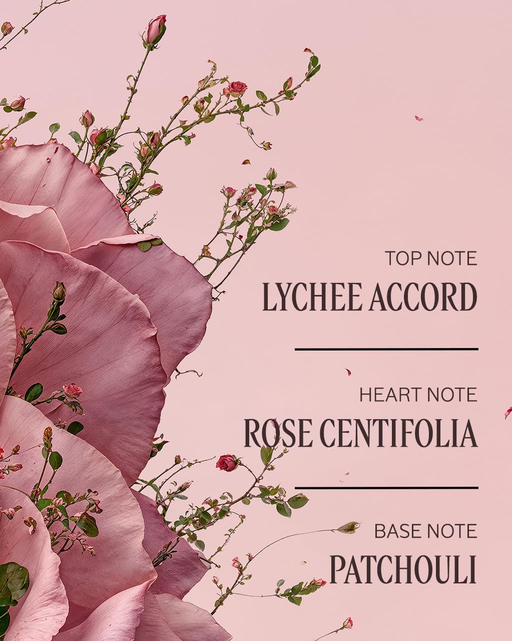 L'Occitane ingredients label detail highlighting shea butter and Rosa Centifolia water benefits