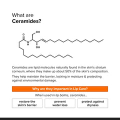 Minimalist ceramide lip balm ingredients flatlay with ceramide and hyaluronic acid for barrier support