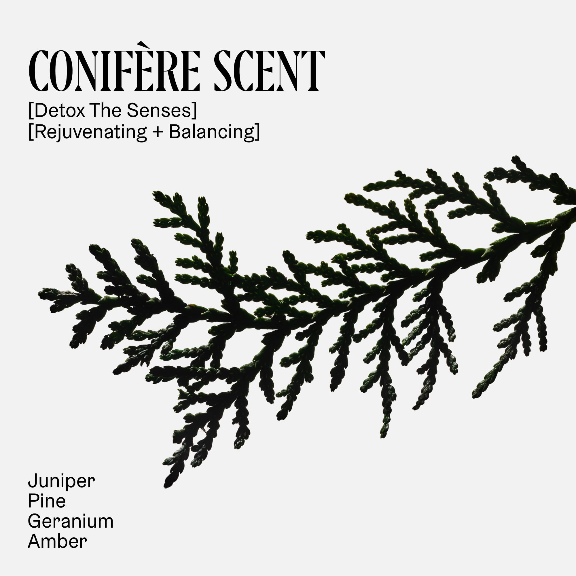 Nécessaire pine branch representing conifère scent for a refreshing feel