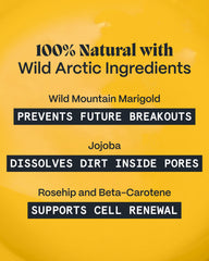 Norse Organics ingredients laid out highlighting Arctic botanicals benefit