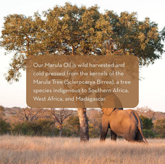 Pure Body Naturals marula oil pipette dispensing a drop for precise use