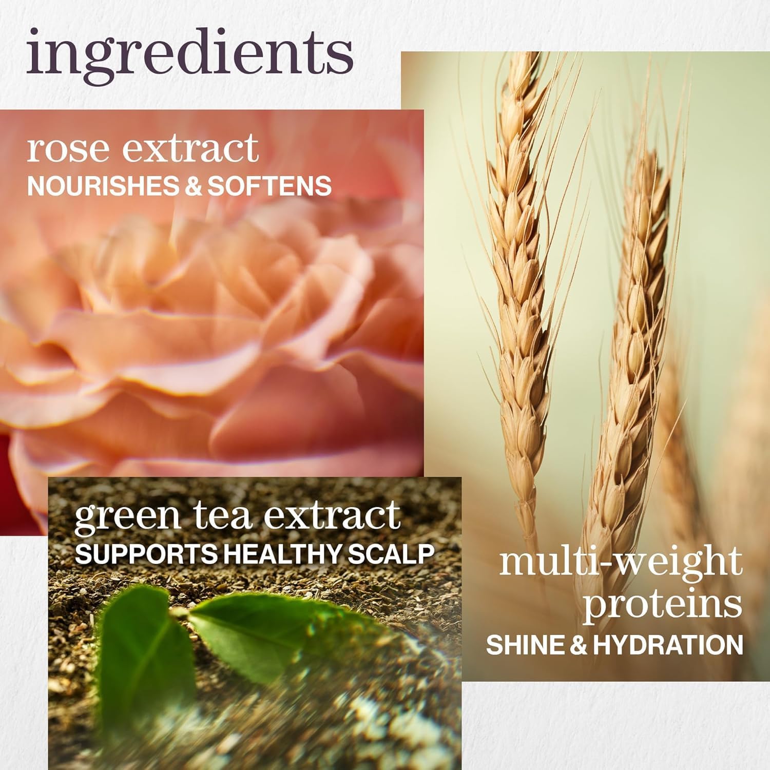 Pureology rose extract close-up highlighting botanical conditioning benefit