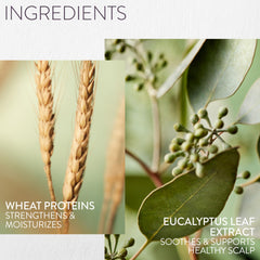 Pureology Hydrate Sheer with matching conditioner showing balanced moisture system