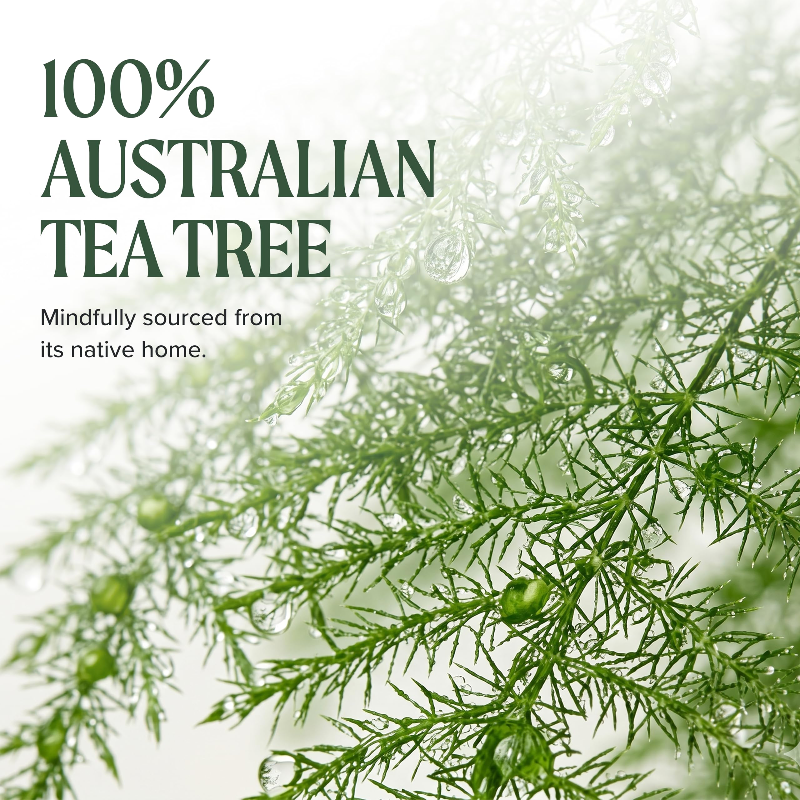 Tea Tree lavender and mint botanicals close-up illustrating soothing scent