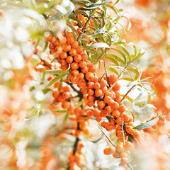 Weleda Sea Buckthorn cream texture dollop showing smooth, fast-absorbing finish